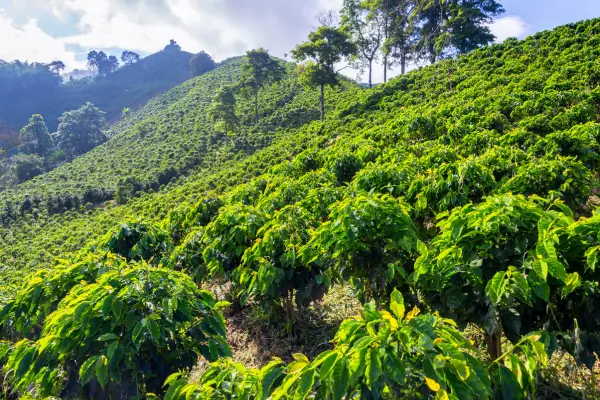 Pés de Café