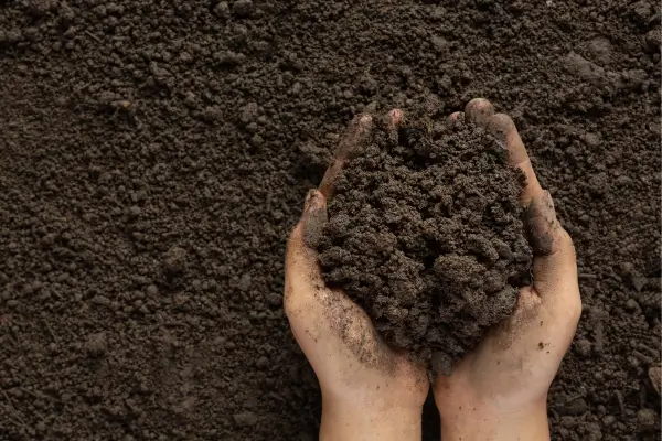 Solo Perfeito para Cultivar Café